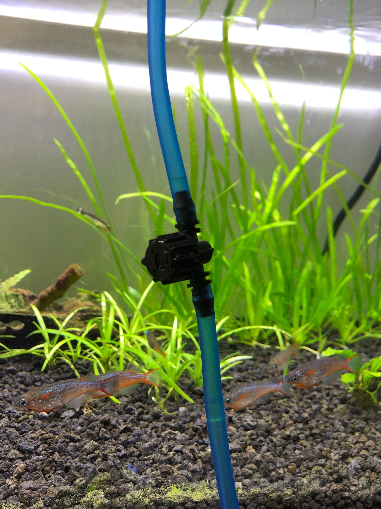 Drip acclimation kit online